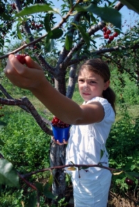 door County Wisconsin U-Pick Cherries