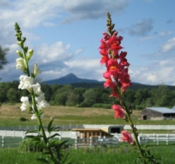Remick Museum and Farm New Hampshire Flowers