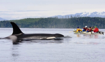 825VancouverIslandOrca.jpg