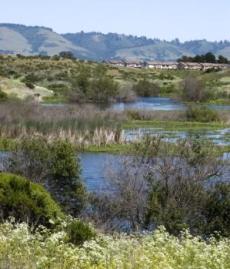 Santa Cruz Watsonvile Wetlands