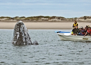 Sea kayak Adventures Baja Whale Watching