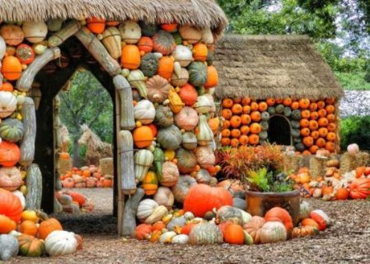 Pumpkin Village Dallas Arboretum 