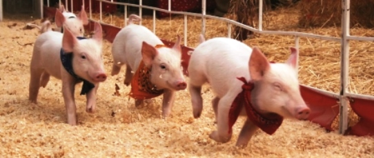 Big Horse Farms Pig Races Southern California