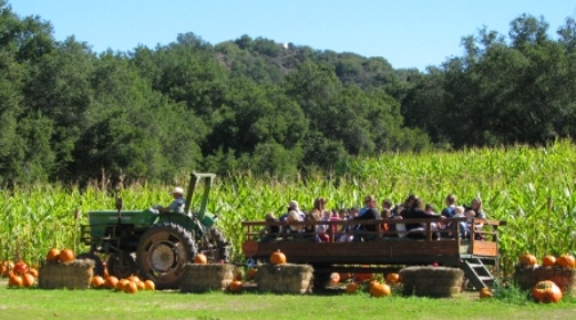 Boccali Pumpkin Patch Hay Rides in Southern California
