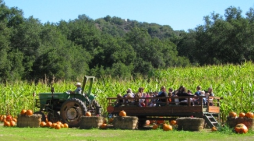 You Pick Pumpkin Patch Southern California