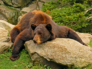 Brown Bear at Grandfather Mountain North Carolina