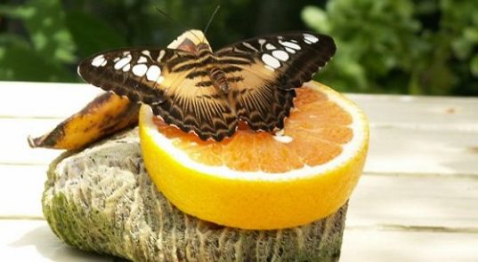 Lunch Time at Butterfly Farm on Aruba