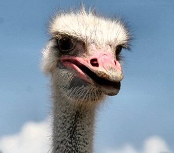 Aruba Ostrich Farm Curious Resident