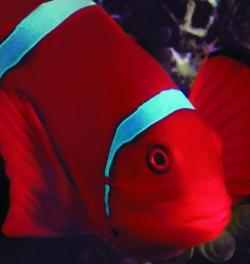 City PASS Boston, New England Aquarium Clown Fish
