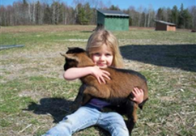 Cozy lamb encounter at Featherfoot Farmstay in Maine