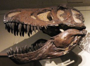 T. rex at the Witte Museum in San Antonio