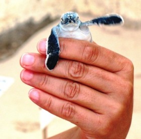 Sea Turtle Hatchling Cancun Mexico