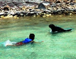 Quivertree Galapagos Family Cruise Snorkeling with Seals
