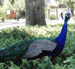 Peacock at on Campus of 10,000 Buddhas