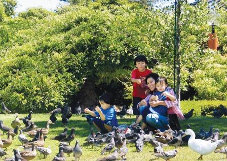 Santa Clara California Central Park Feeding Pigeons with Kids 
