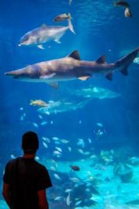 Shark Tank Virginia Aquarium in Virginia Beach World Oceans Day