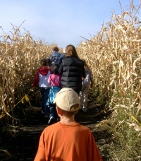 LPAlbertaCornmaze