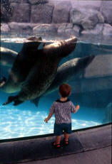 VB524Otters