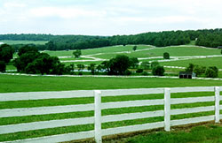 597MDPastoral