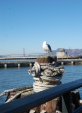 Seagull near Golden Gate Bridge, San Francisco California