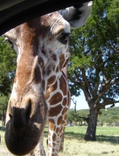 Fossil Rim Giraffe, Glen Rose Texas