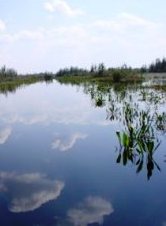 Okefenokee Swamp Georgia